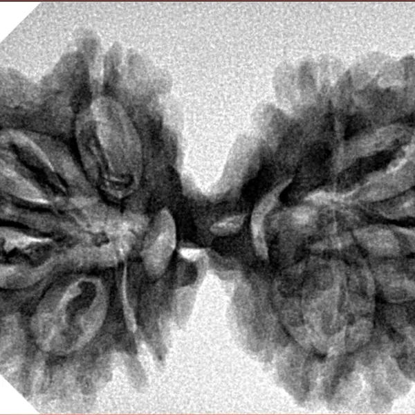 9 MK Gaurishankar 36.7mm 5.7gm - Inverse xray