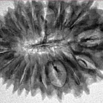 19 Mukhi Rudraksha 32mm 4.07gm - Inverse xray