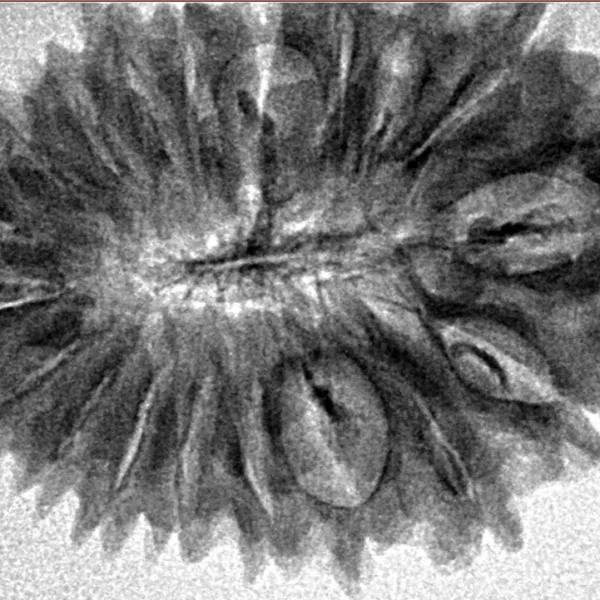 19 Mukhi Rudraksha 32mm 4.07gm - Inverse xray