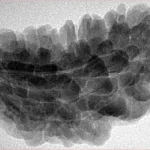 1 Mukhi Rudraksha 34.7mm 6.3gm - Inverse xray