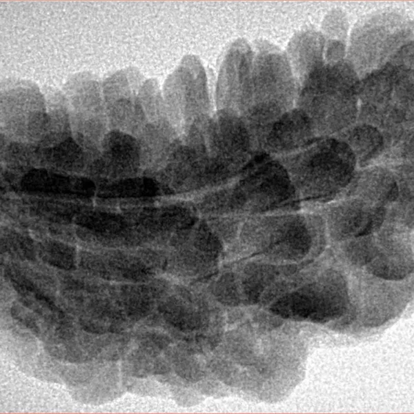 1 Mukhi Rudraksha 34.7mm 6.3gm - Inverse xray