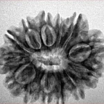13 Mukhi Rudraksha 26.1mm 4gm - Inverse xray