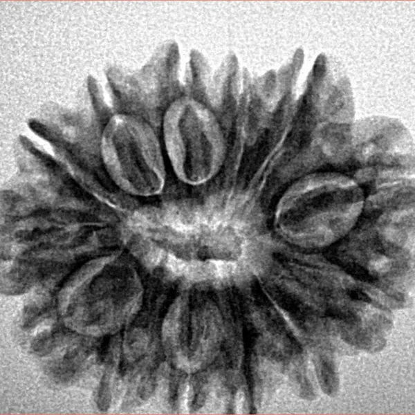 13 Mukhi Rudraksha 26.1mm 4gm - Inverse xray