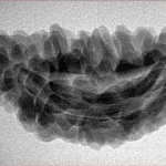 1 Mukhi Rudraksha 34.5mm 4.42gm - Inverse xray