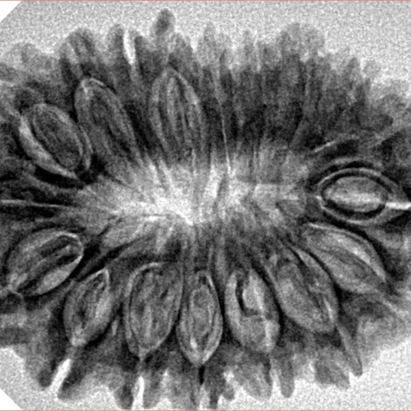 18 Mukhi Rudraksha 31.9mm 5.28gm - Inverse xray