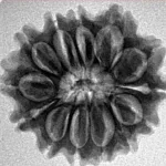 13 Mukhi Rudraksha 23.6mm 3.63gm - Inverse xray