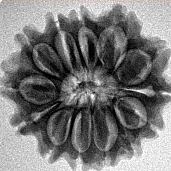 13 Mukhi Rudraksha 23.6mm 3.63gm - Inverse xray