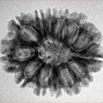 13 Mukhi Rudraksha 25.5mm 3.91gm - Inverse xray