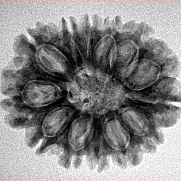 13 Mukhi Rudraksha 25.5mm 3.91gm - Inverse xray