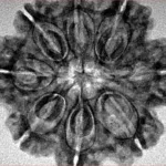 8 Mukhi Rudraksha 27.8mm 5.61gm - Inverse xray