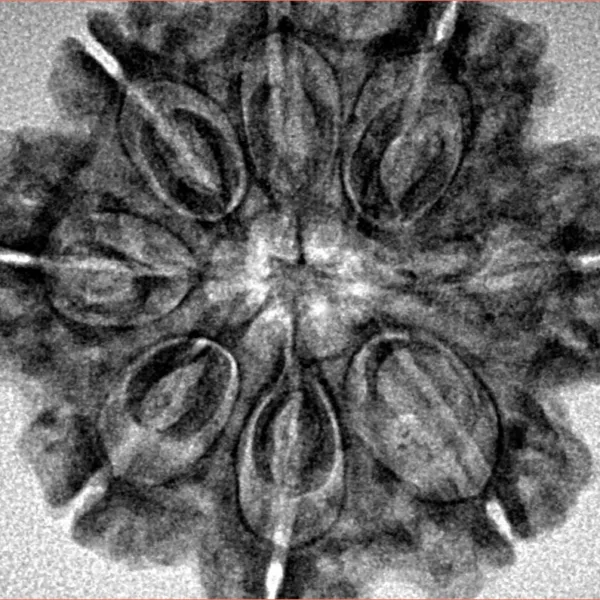 8 Mukhi Rudraksha 27.8mm 5.61gm - Inverse xray