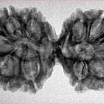 10 Mk Gaurishankar 37mm 5.59gm - Inverse xray