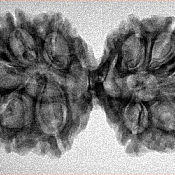 10 Mk Gaurishankar 37mm 5.59gm - Inverse xray