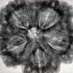 5 Mukhi Rudraksha 31.2mm 8.91gm - Inverse xray