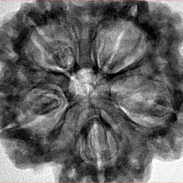 5 Mukhi Rudraksha 31.2mm 8.91gm - Inverse xray