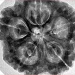 5 Mukhi Rudraksha 30.1mm 8.08gm - Inverse xray