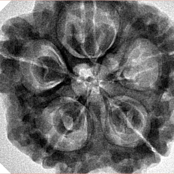 5 Mukhi Rudraksha 30.1mm 8.08gm - Inverse xray