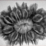 12 Mukhi Rudraksha 29.9mm 5.53gm - Inverse xray