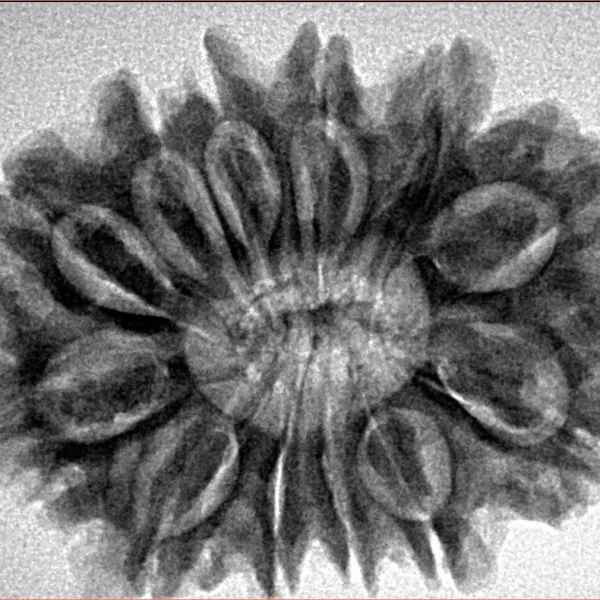 12 Mukhi Rudraksha 29.9mm 5.53gm - Inverse xray