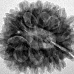 14 Mukhi Rudraksha 25.6mm 4.38gm - Inverse xray