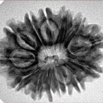 14 Mukhi Rudraksha 28.3mm 4.34gm - Inverse xray