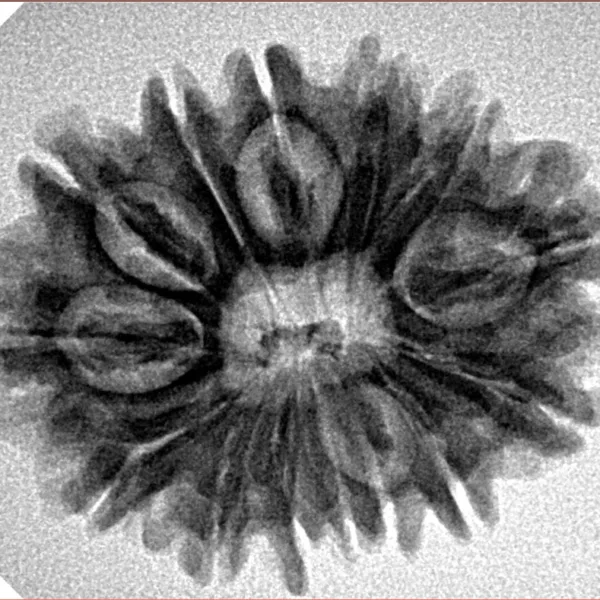 14 Mukhi Rudraksha 28.3mm 4.34gm - Inverse xray