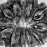 11 Mukhi Rudraksha 34.6mm 9gm - Inverse xray