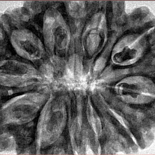 11 Mukhi Rudraksha 34.6mm 9gm - Inverse xray