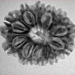 12 Mukhi Rudraksha 25.6mm 3.48gm - Inverse xray