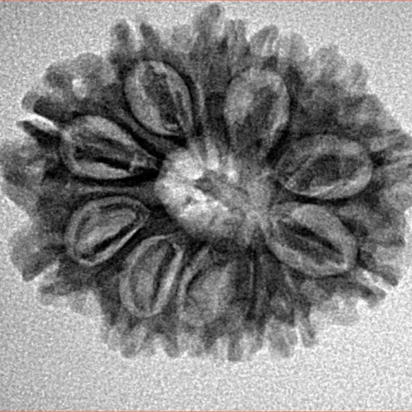 12 Mukhi Rudraksha 25.6mm 3.48gm - Inverse xray