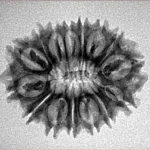 15 Mukhi Rudraksha 24.7mm 2.8gm - Inverse xray