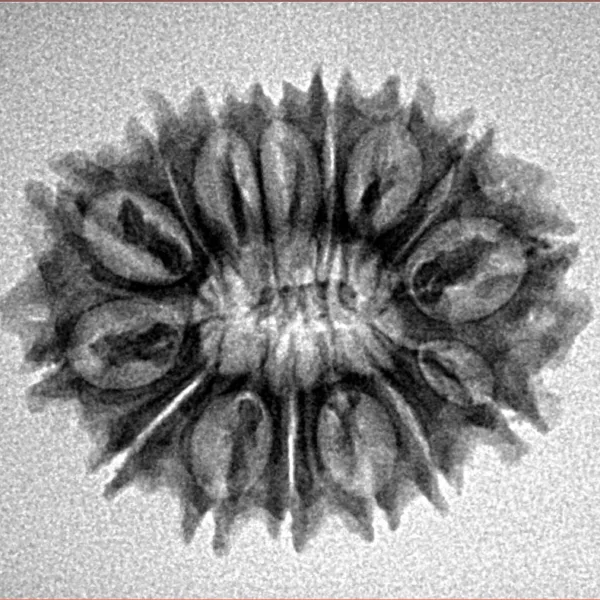15 Mukhi Rudraksha 24.7mm 2.8gm - Inverse xray