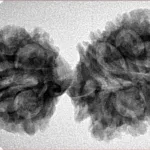16 Mukhi Gaurishankar 37.8mm 5.25gm - Origin: Nepal - Inverse xray