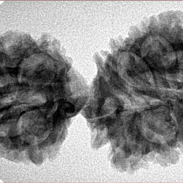 16 Mukhi Gaurishankar 37.8mm 5.25gm - Origin: Nepal - Inverse xray