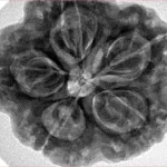 5 Mukhi Rudraksha 29.8mm 9.06gm - Inverse xray