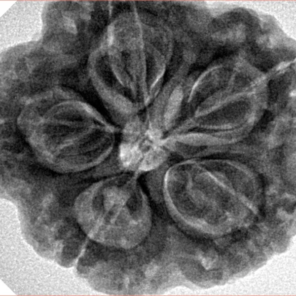 5 Mukhi Rudraksha 29.8mm 9.06gm - Inverse xray