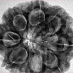 8 Mukhi Rudraksha 29.8mm 8.18gm - Inverse xray