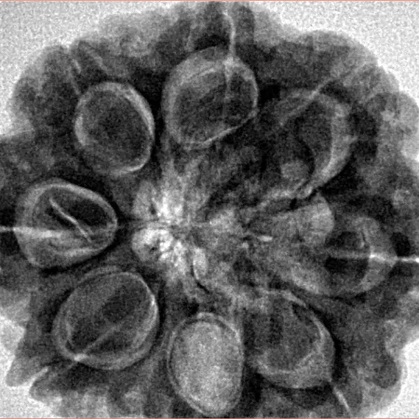 8 Mukhi Rudraksha 29.8mm 8.18gm - Inverse xray