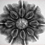 8 Mukhi Rudraksha 28.2mm 6.36gm - Inverse xray