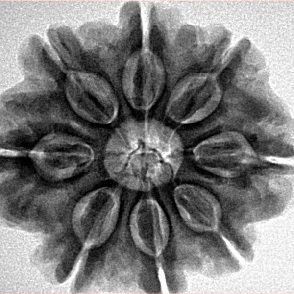 8 Mukhi Rudraksha 28.2mm 6.36gm - Inverse xray