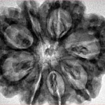 8 Mukhi Rudraksha 32.3mm 7.5gm - Inverse xray