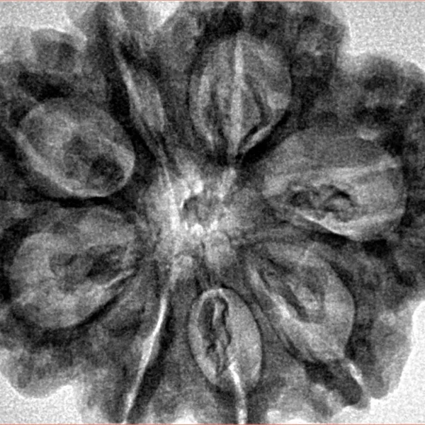 8 Mukhi Rudraksha 32.3mm 7.5gm - Inverse xray