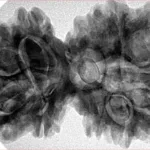 10 Mk Gaurishankar 40.1mm 9.31gm - Inverse xray