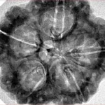 5 Mukhi Rudraksha 30.2mm 6.63gm - Inverse xray