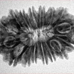16 Mukhi Rudraksha 28mm 3.72gm - Inverse xray