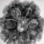 7 Mukhi Rudraksha 28.6mm 7.4gm - Inverse xray