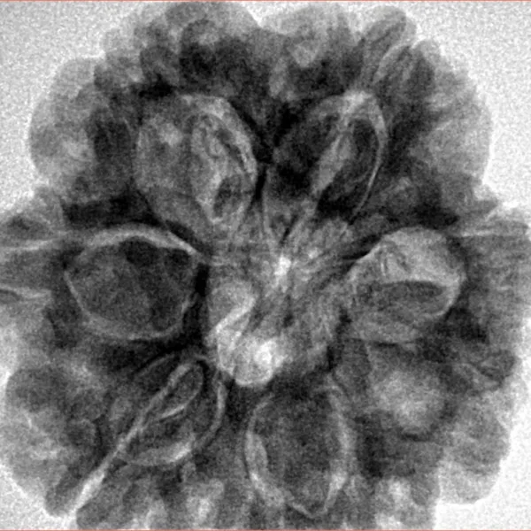 7 Mukhi Rudraksha 28.6mm 7.4gm - Inverse xray