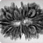 13 MK Gaurishankar 31.2mm 4.71gm - Inverse xray