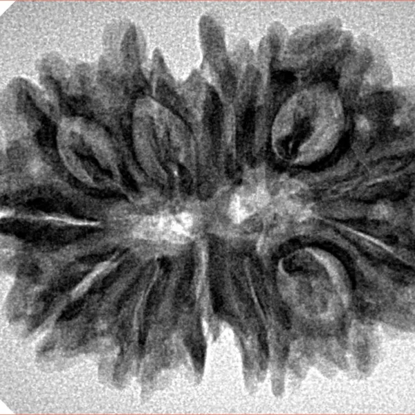 13 MK Gaurishankar 31.2mm 4.71gm - Inverse xray