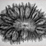 20 Mukhi Rudraksha 31.2mm 4.42gm - Inverse xray
